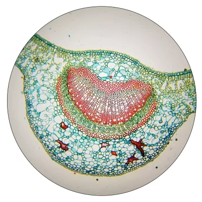 Bresser Okular 10x (30mm)