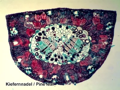 Dauerpräparate 50 Stück / Box