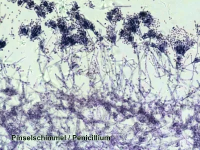 Dauerpräparate 50 Stück / Box